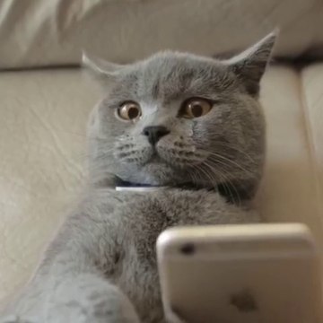 Funny than the gray cat imitates the owner to chat with netizens, saying that you are fatter, and the cat is crying