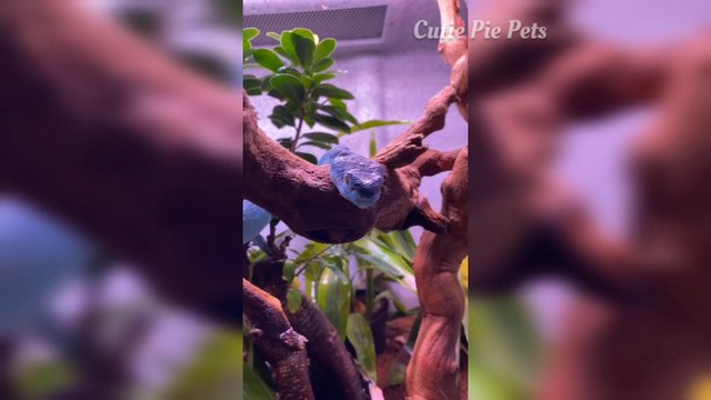 Snakes Can Be Cute Too | Cute Snakes Compilation | Beautiful Snakes Compilation | Gorgeous Snakes