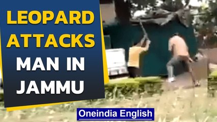 Download Video: Narrow escape: Leopard attacks & injures man in Jammu | Oneindia News