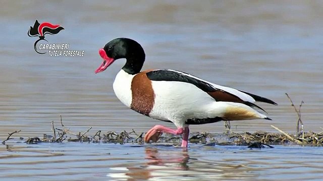 Bracconaggio e video choc blitz dei forestali nel Casertano (06.04.21)