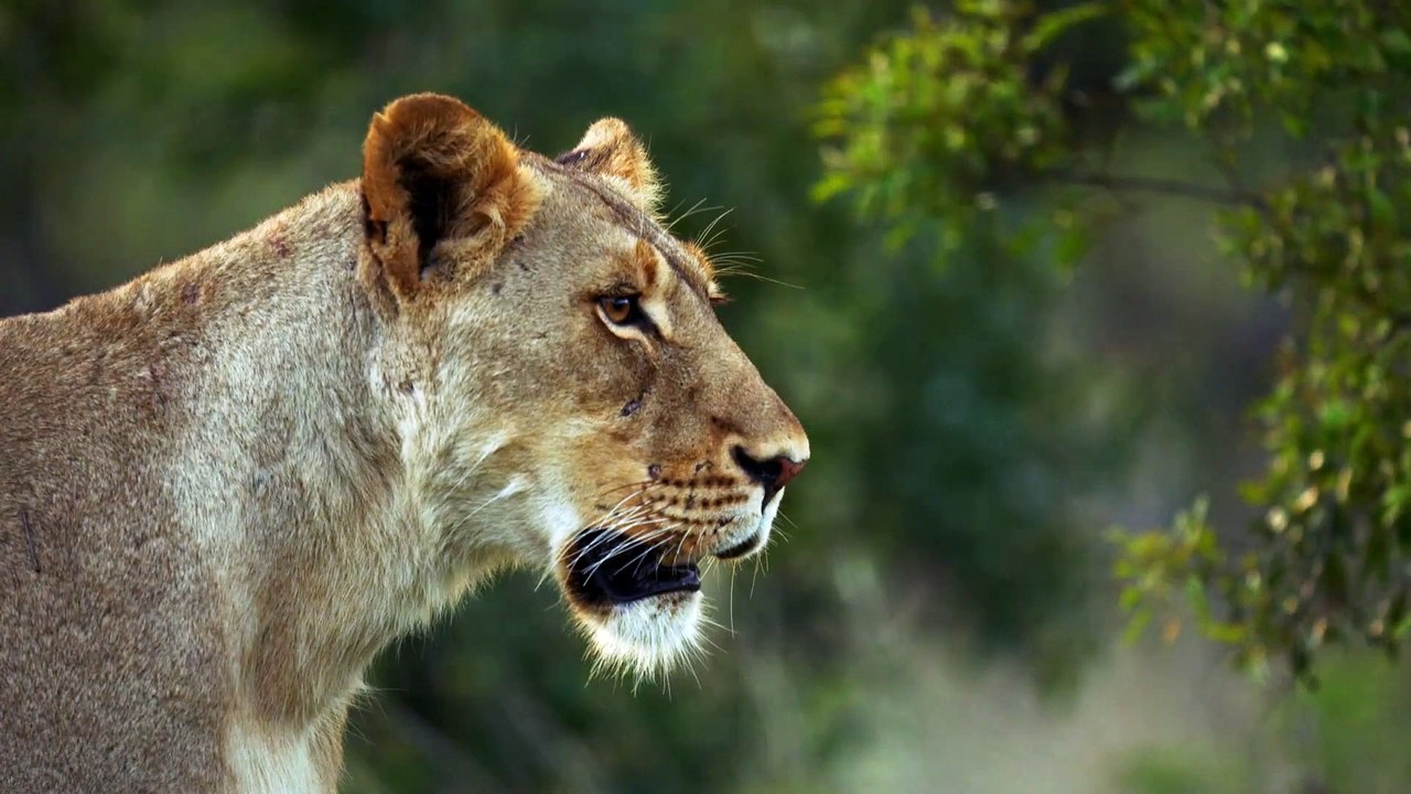 MALIKA THE LION QUEEN Trailer