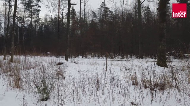 Białowieża, une forêt à voyager dans le temps - Giv Anquetil, Je reviens de... Pologne