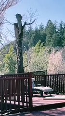 " MY OWN VIDEO" WATCHING SOME PETALS FLYING COZ OF WIND