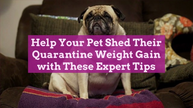 Help Your Pet Shed Their Quarantine Weight Gain with These Expert Tips