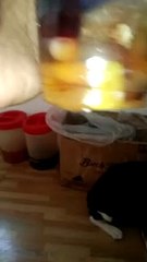 halo halo muna