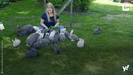 Das ganze Jahr Ostern: Diese Frau lebt mit 26 Riesenkaninchen zusammen