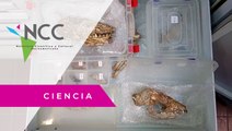 En Uruguay hallan fósiles de zorros de 30 mil años de antigüedad