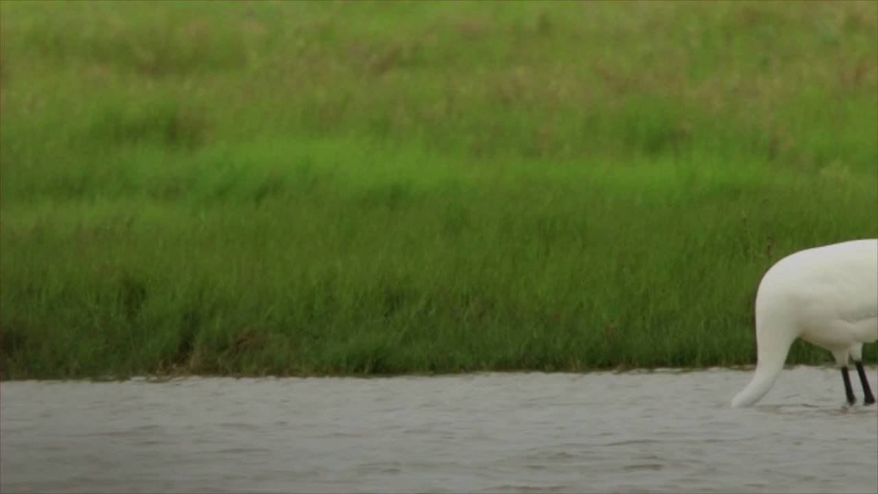 Learn About the Port Aransas Whooping Cranes