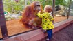 TRY NOT TO LAUGH - Funny Babies At The Zoo -  Best Oddly Satisfying