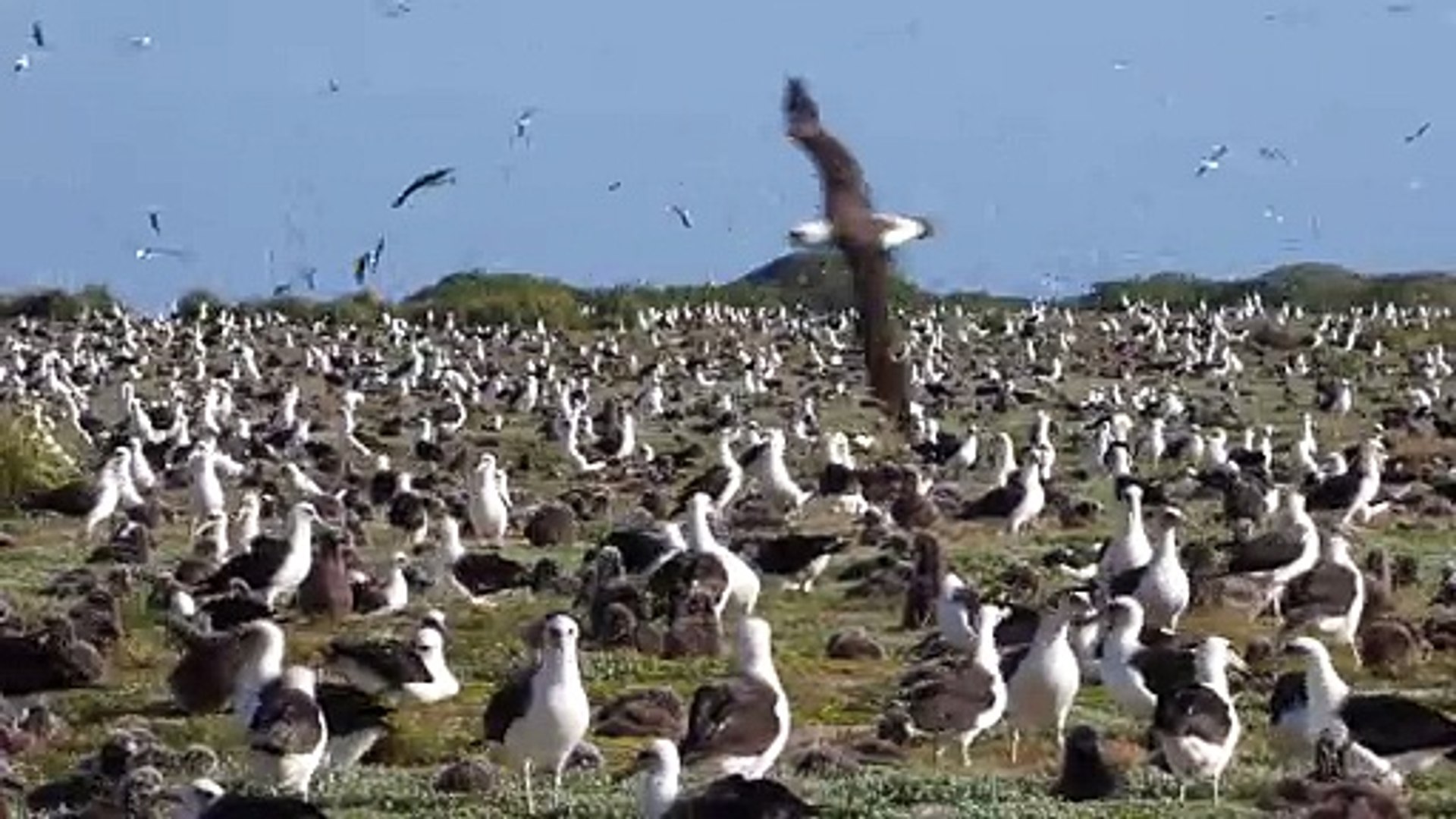 Midway Atoll - Bird Sightings Hawaii