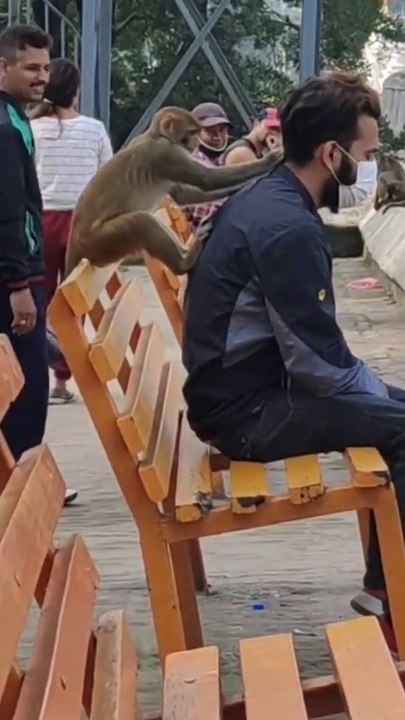 CRAZY Monkey Showing Their Attitude _ Funny Monkey Video_Full-HD