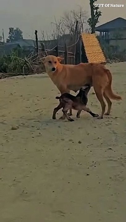 Baby Goat suckling milk from dog_Full-HD