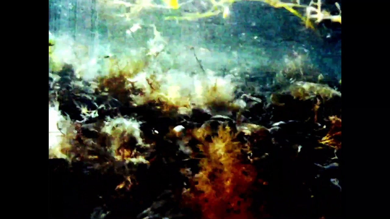 Bicep Apricots video Dailymotion