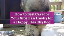 How to Best Care for Your Siberian Husky for a Happy, Healthy Dog
