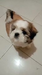 HELLO EVERYONE