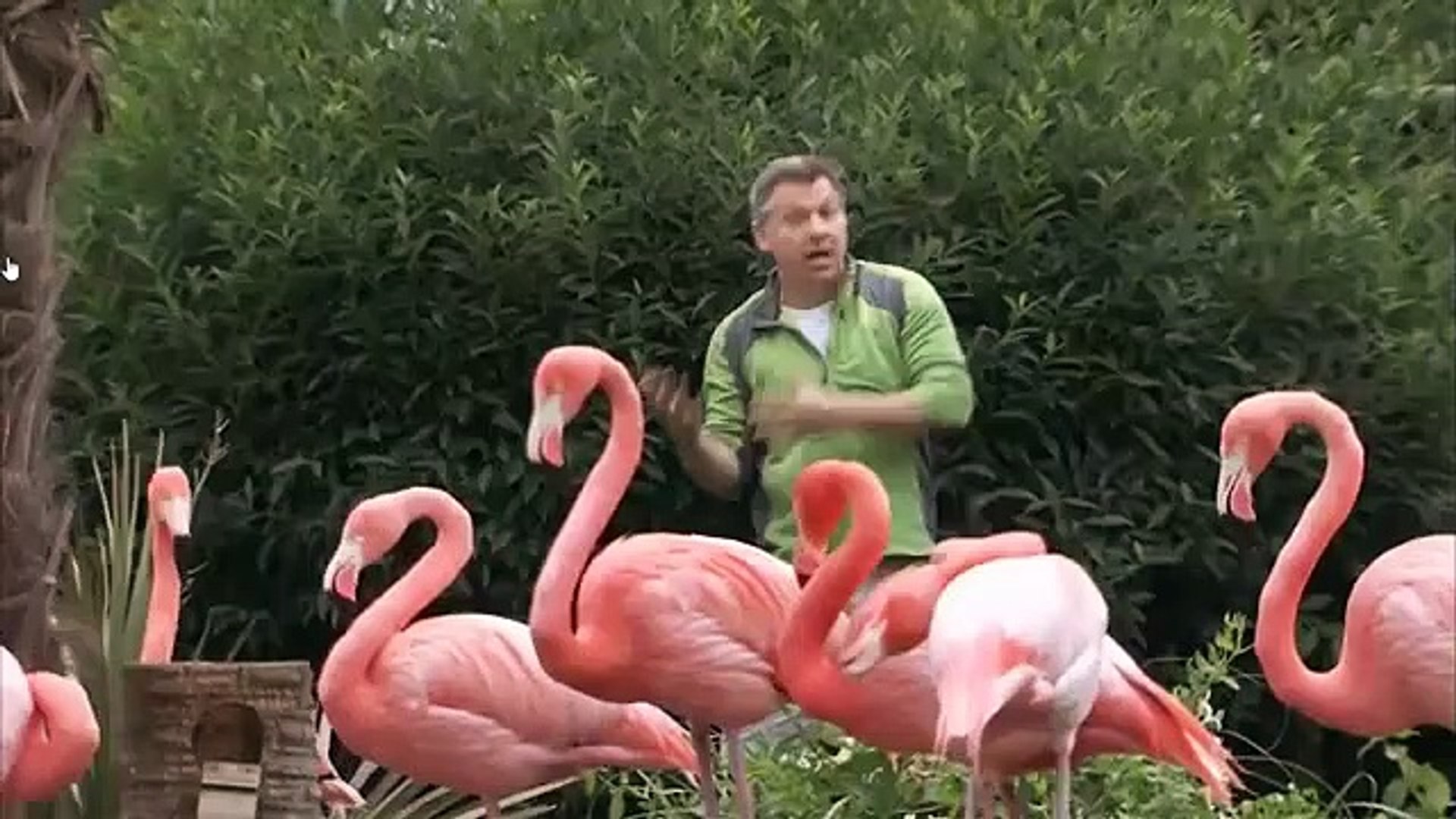 Mystery Of The Flamingos Pink