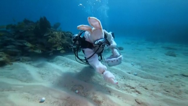 Insolite : une chasse aux œufs... sous la mer