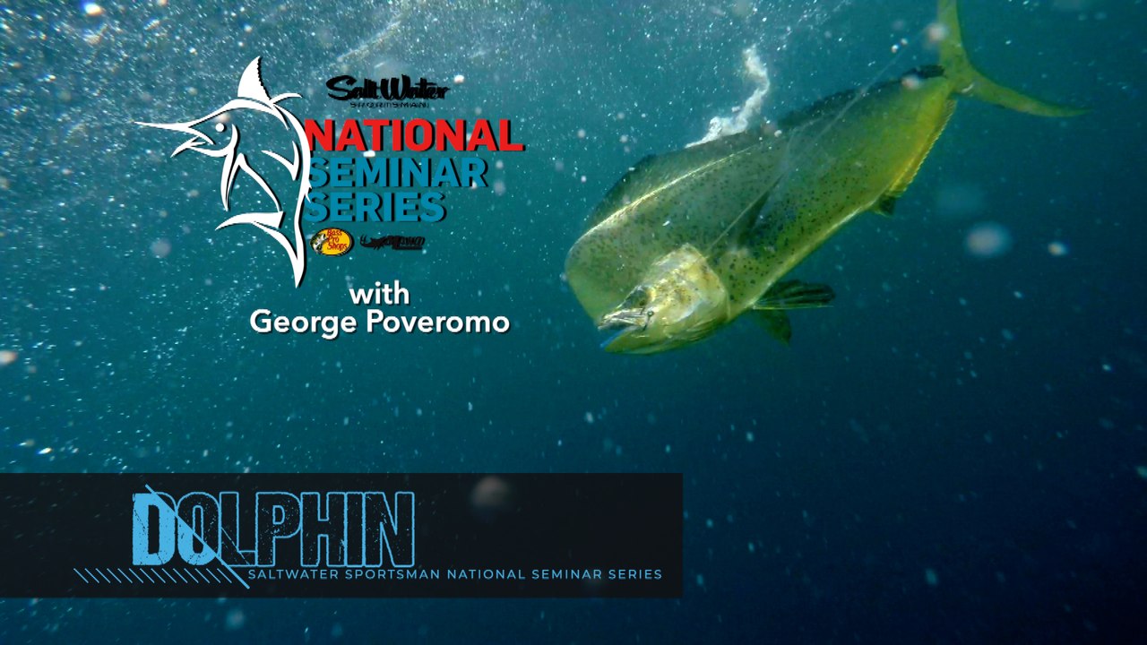 Episode 1 - Cutting Edge Dolphin Tactics