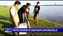 Ditemukan 22 Anak Buaya Selundupan dari Bengkalis Riau