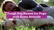 Tough Dog Names for Pups with Some Attitude