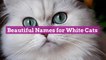 Beautiful Names for White Cats
