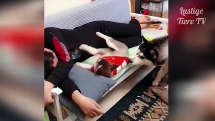OMG Super Cute ♡ Best Funny Cats and Dogs Compilation-Make You Laugh