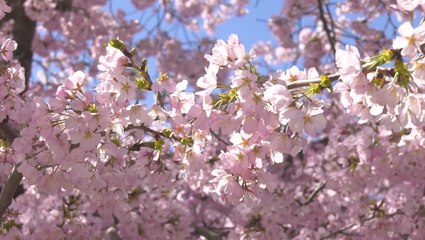 Cold weather at the National Cherry Blossom Festival