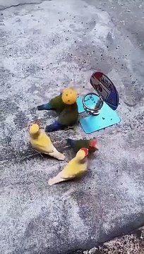 Des oiseaux jouent au basket