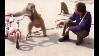 Funniest Monkey  -  cute and funny monkey videos (Copyright Free) Full HD