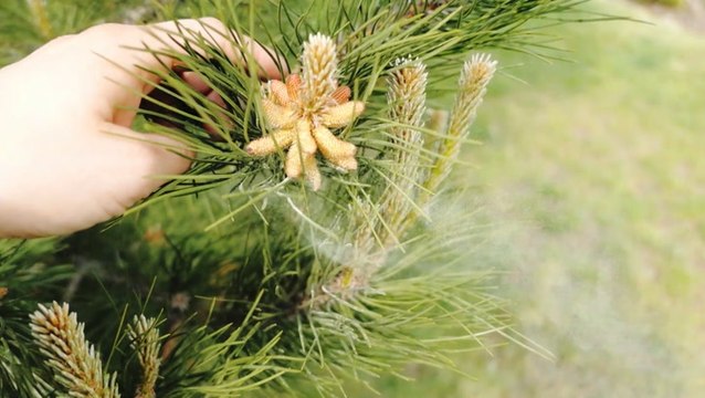 Is climate change making allergies worse?