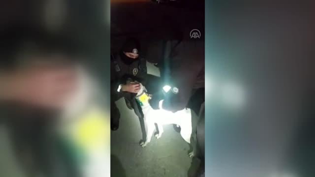 Boynuna plastik kova takılan köpeği bekçiler kurtardı