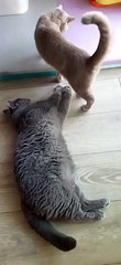 lovers cat