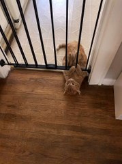 Sneaky Kitty Can't Quite Squeeze under Gate