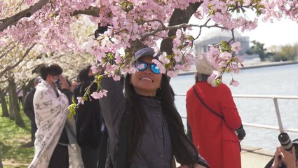 Visitors flock to see D.C.'s cherry blossoms despite cold