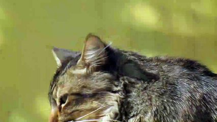 nice looking cat see it