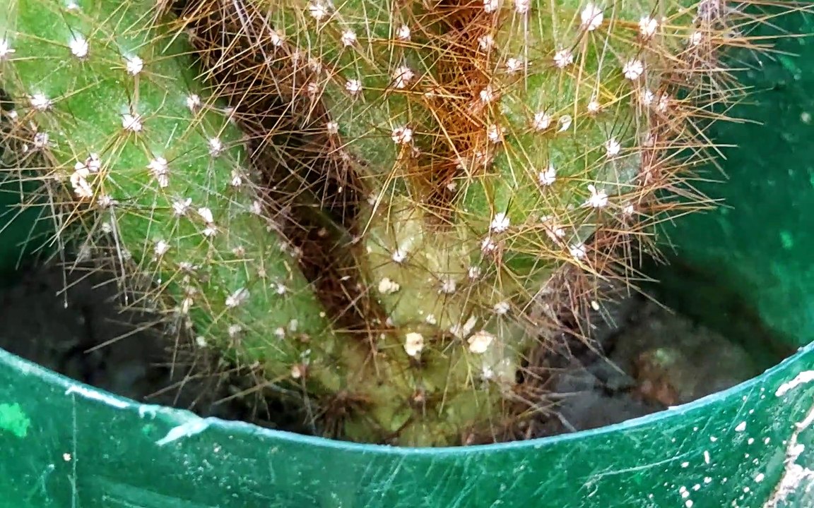 Little Cactus 