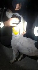 Bekçiler, boynuna plastik kelepçe ve kova takılan köpeği kurtardı