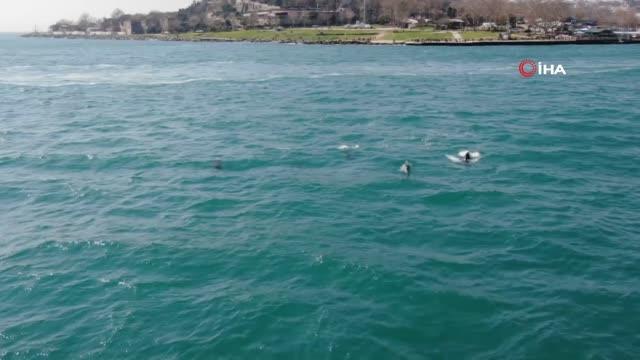 Son dakika! İstanbul'da yunus balığı sürüsü görsel şölen oluşturdu