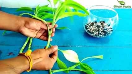 How To Grow Lucky Bamboo In Beta Fish Bowl | Lucky Bamboo Decoration | Lucky Bamboo//Green Plants