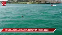 Yunus balığından İstanbul Boğazı'nda görsel şölen