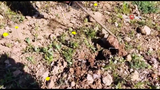 Şanlıurfa’nın vazgeçilmez lezzeti keme kebabı; yılda sadece 2 ay tüketilebiliyor