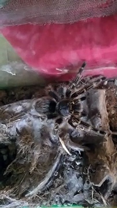 chaco tarantula 2