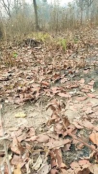 बीजापुर में CRPF ने नष्ट किया 8 किलो IED बम, एक बार फिर नक्सलियों की साजिश नाकाम