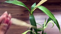 Saving Lucky Bamboo | Do’S & Don’Ts | Lucky Bamboo Plant Care | Tips & Tricks | Bubbles Of Green