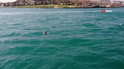 Sokağa çıkma yasağında İstanbul Boğazı'nın asıl sahipleri ortaya çıktı!