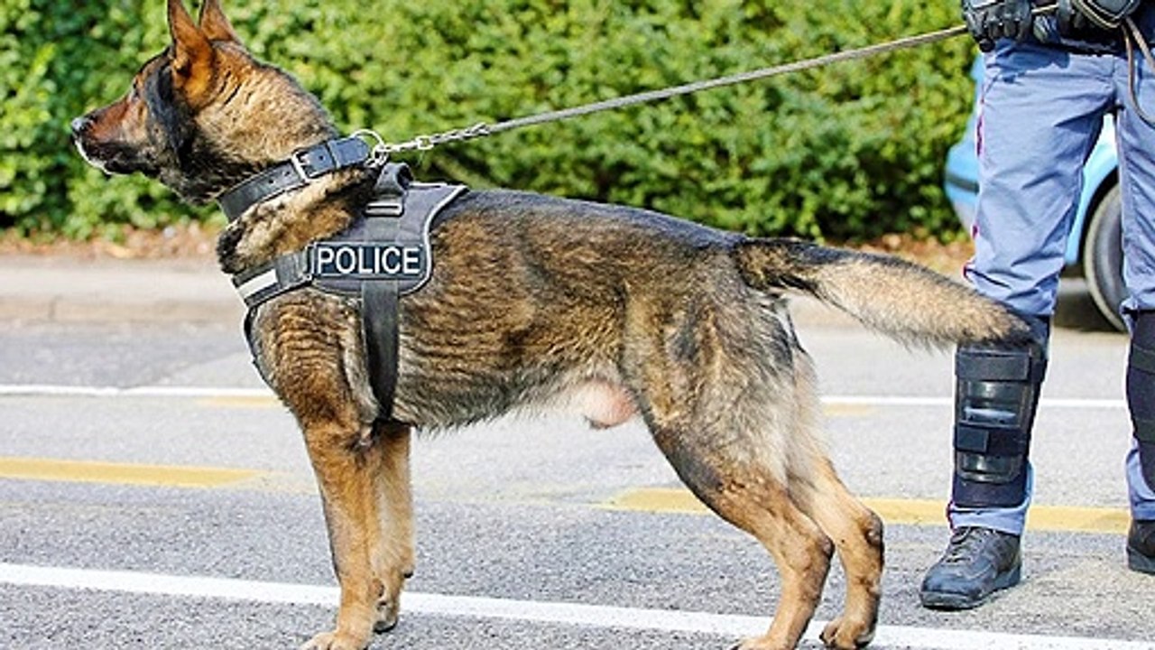 K-9 Program: K9 Abilities & Myths