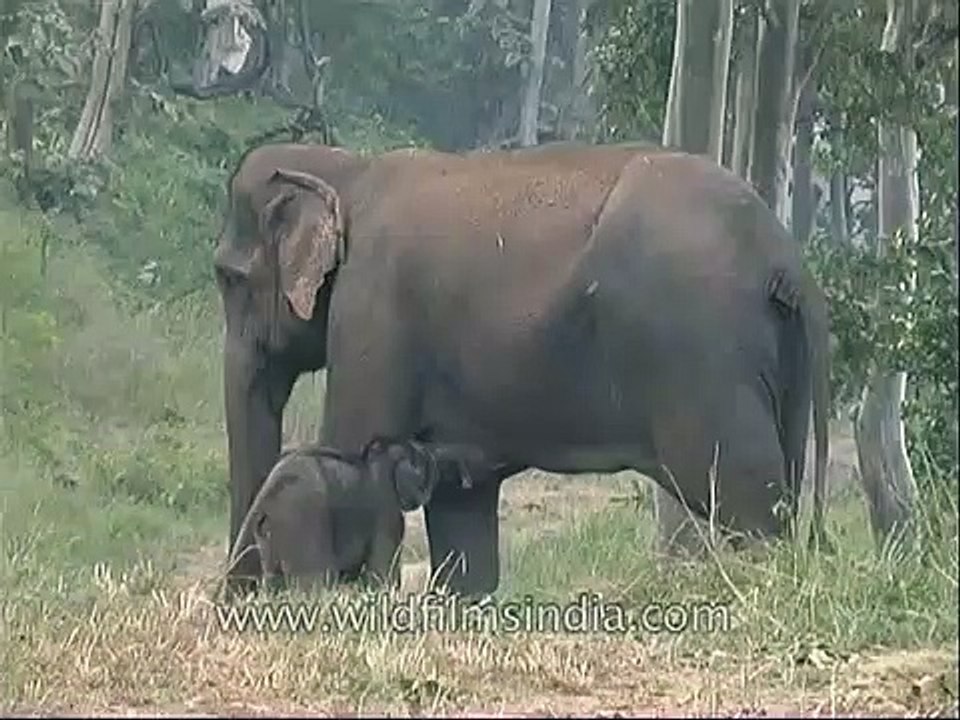 Rare sight _ baby elephant suckling milk!