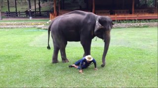 Protective Elephant