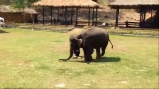 Elephant Comes To The Rescue