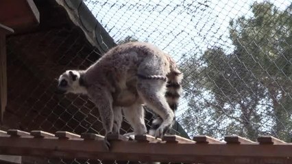 Lemur ailesinin ilk yavruları "Kivi" ve "Çilek" hayvanat bahçesinin maskotu oldu